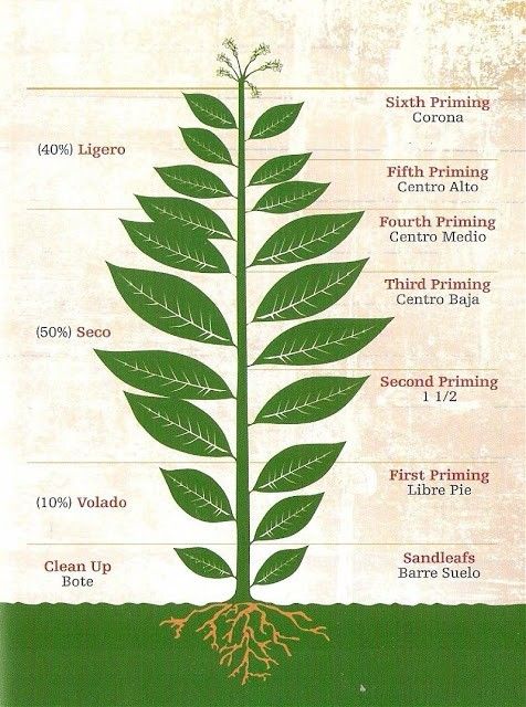 Tobacco Plant Anatomy