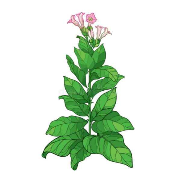 HU Pipe Tobaccos Coming Soon